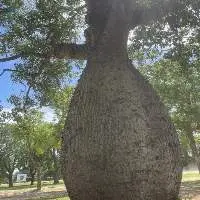 Chorisia, Bottle Tree 