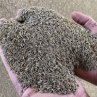Cumin Seed
