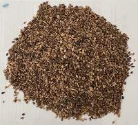 Sesame Seed