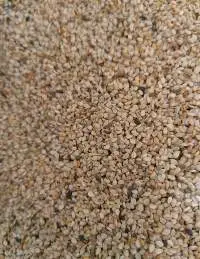 Pakistani Sesame Seed
