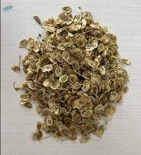 Angelica Seed
