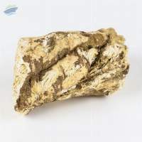 Soapwort Root