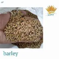 Barley
