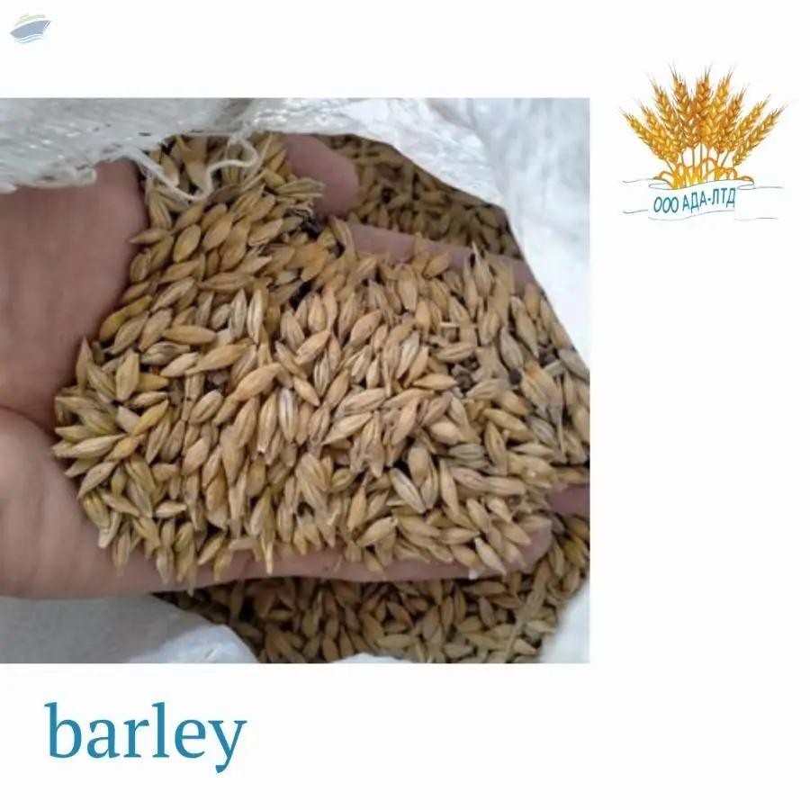 Barley