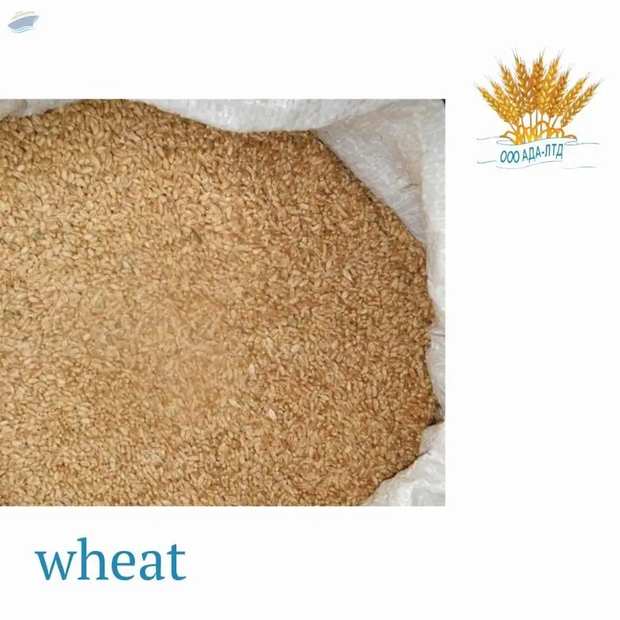 Wheat
