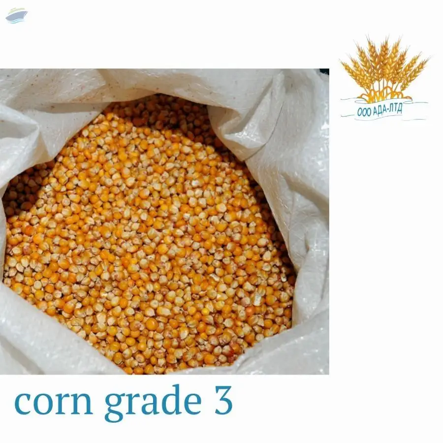 Corn