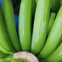 G9 Cavendish Banana
