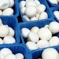 Fresh White Button Mushroom
