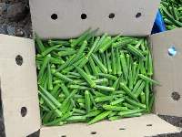 Fresh Okra