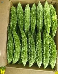Fresh Bitter Gourd