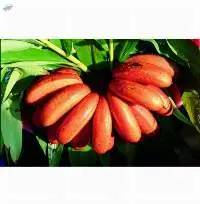 Fresh Red Banana