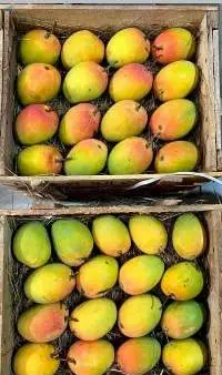 Fresh Alphonso Mango