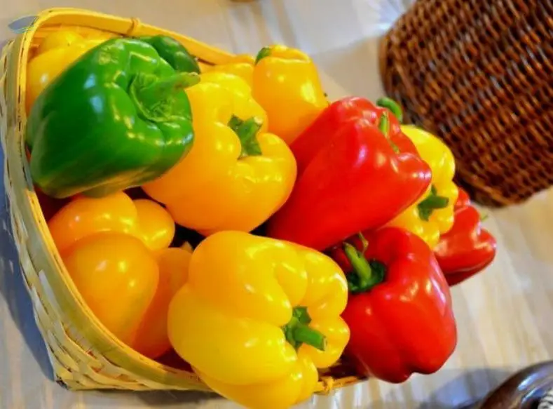 Fresh Capsicum