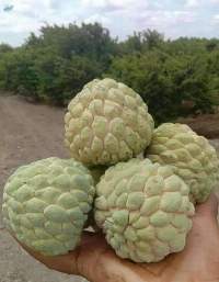 Fresh Golden Custard Apple