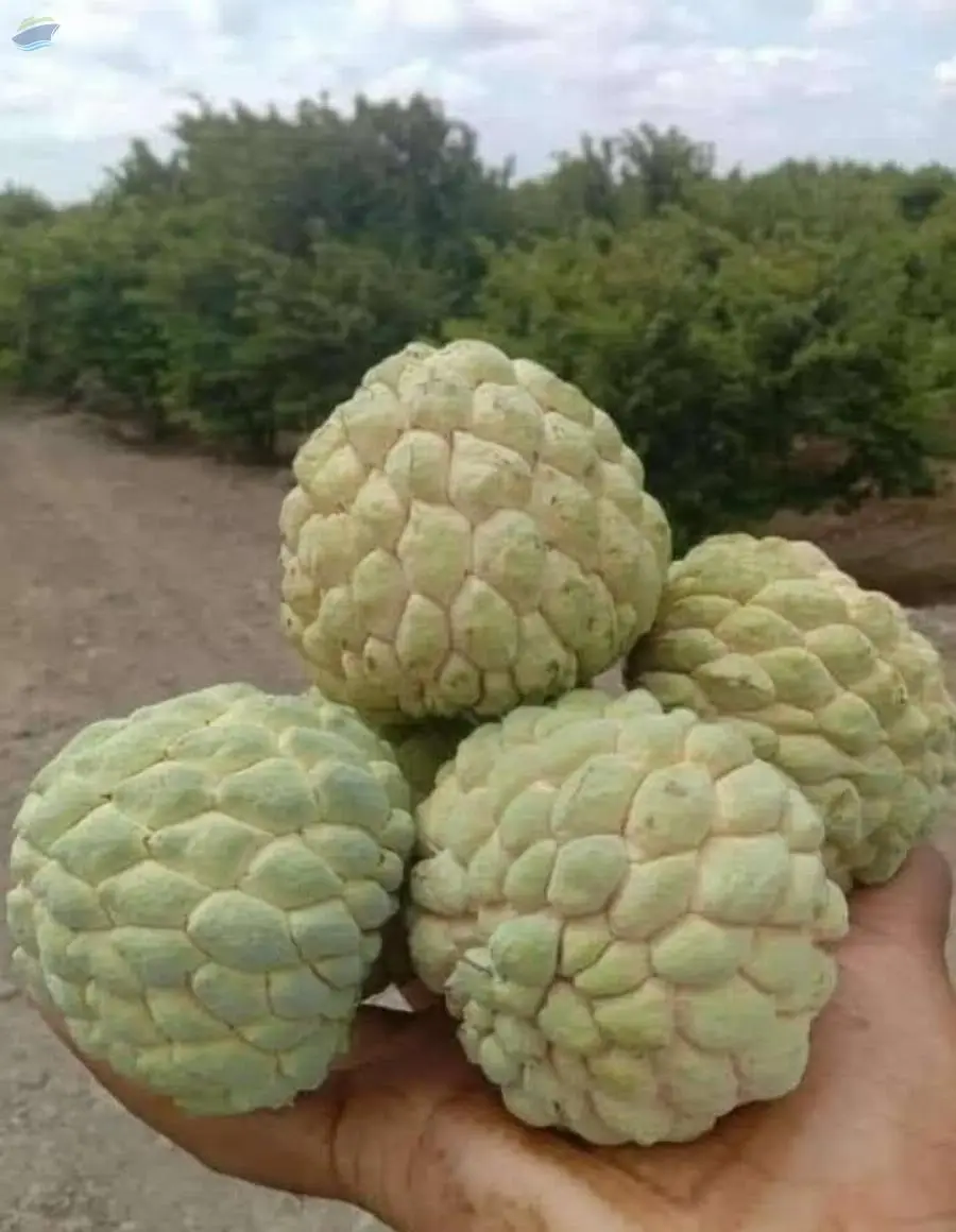Fresh Golden Custard Apple