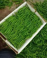 Fresh Green Chillies