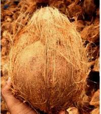 Semi Husk Coconut