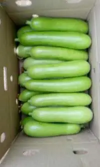 Fresh Bottle Gourd