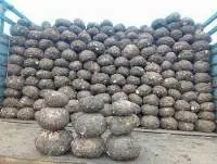 FRESH YAMS(SURAN)