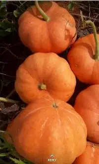 Pumpkin 