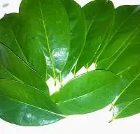 Soursop Fruit Leaves