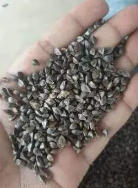 Buckwheat