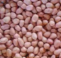 Bold Peanuts