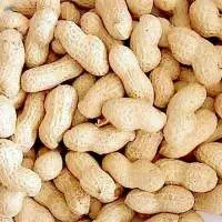 Bold Peanuts In Shell