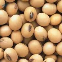 Soybean GMO/NON- GMO