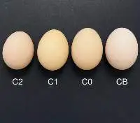 Fresh Eggs