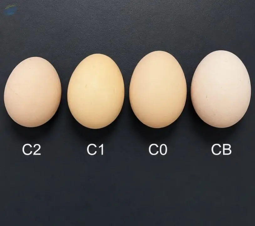 Fresh Eggs