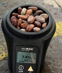 Cocoa Beans