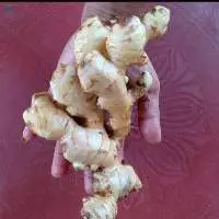 Ginger