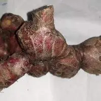 Red Ginger