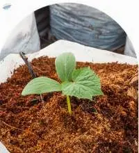 Cocopeat Block