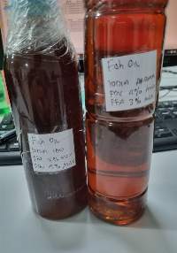 Fish Oil