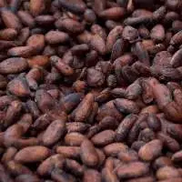 Cocoa Beans