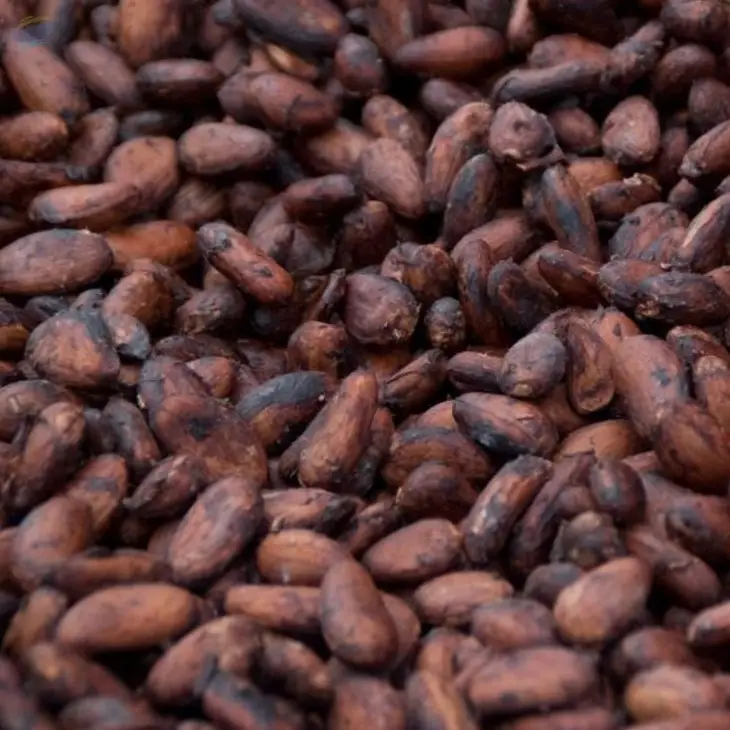 Cocoa Beans