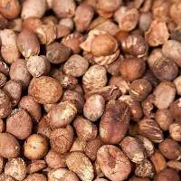 Shea Nuts
