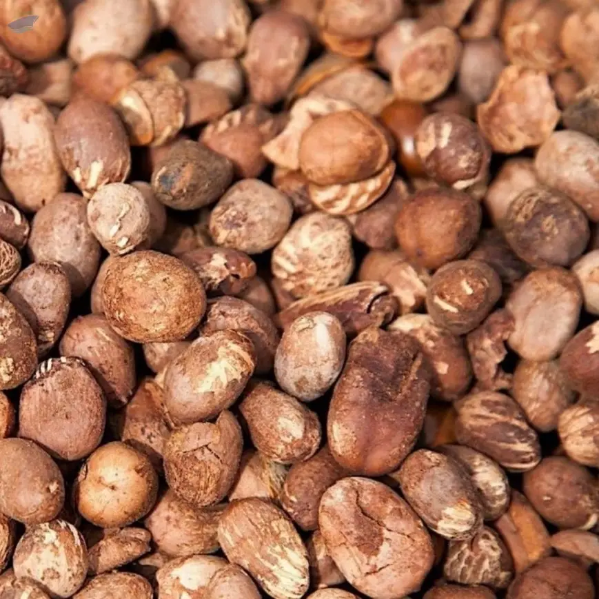Shea Nuts
