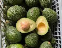 Hass Avocado