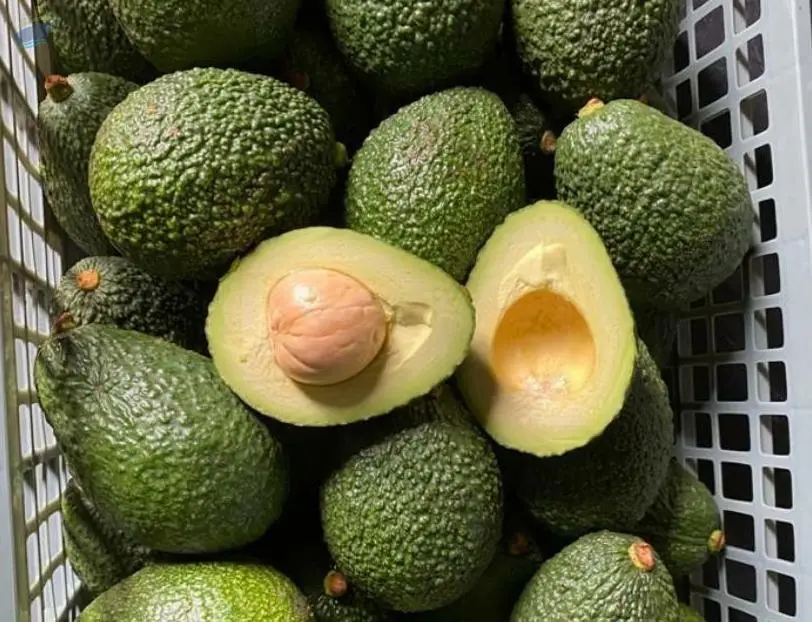 Hass Avocado