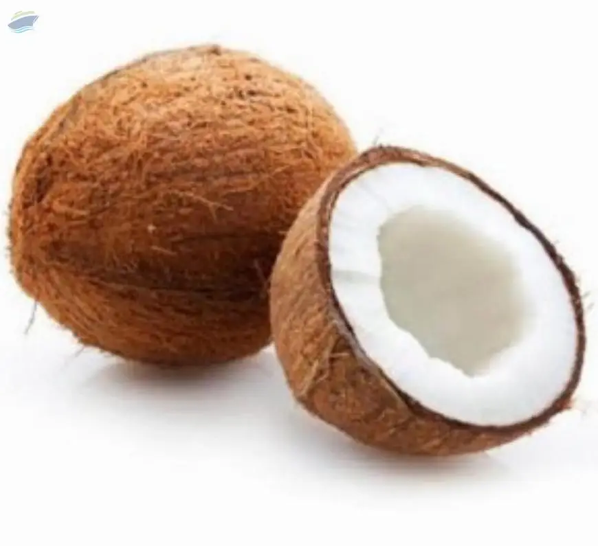 Coconut