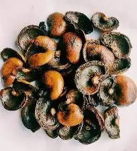 Cashew Shell