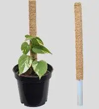 Coir Sticks