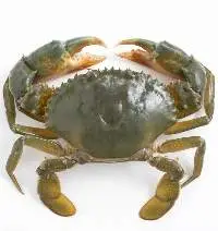 Mud Crabs