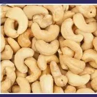 Cashew Nut Seed Extraction