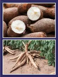 Cassava Extraction