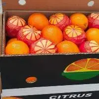 Valencia Orange