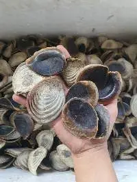 Operculum